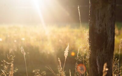 Brand Purpose: From Revolutionary Idea to Meaningless Buzzword in Five Short Years