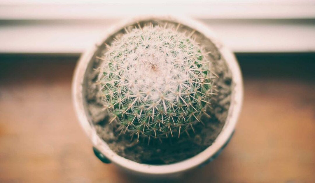 The Content Strategy Nobody Executes (But Everyone Photographs for the Wall)