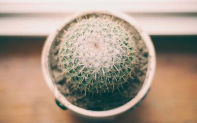 The Content Strategy Nobody Executes (But Everyone Photographs for the Wall)