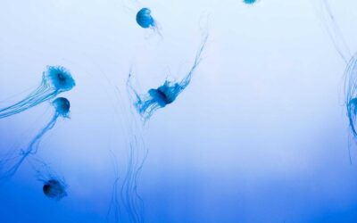 The Rebrand Launch Video That Cost More Than the Actual Rebrand